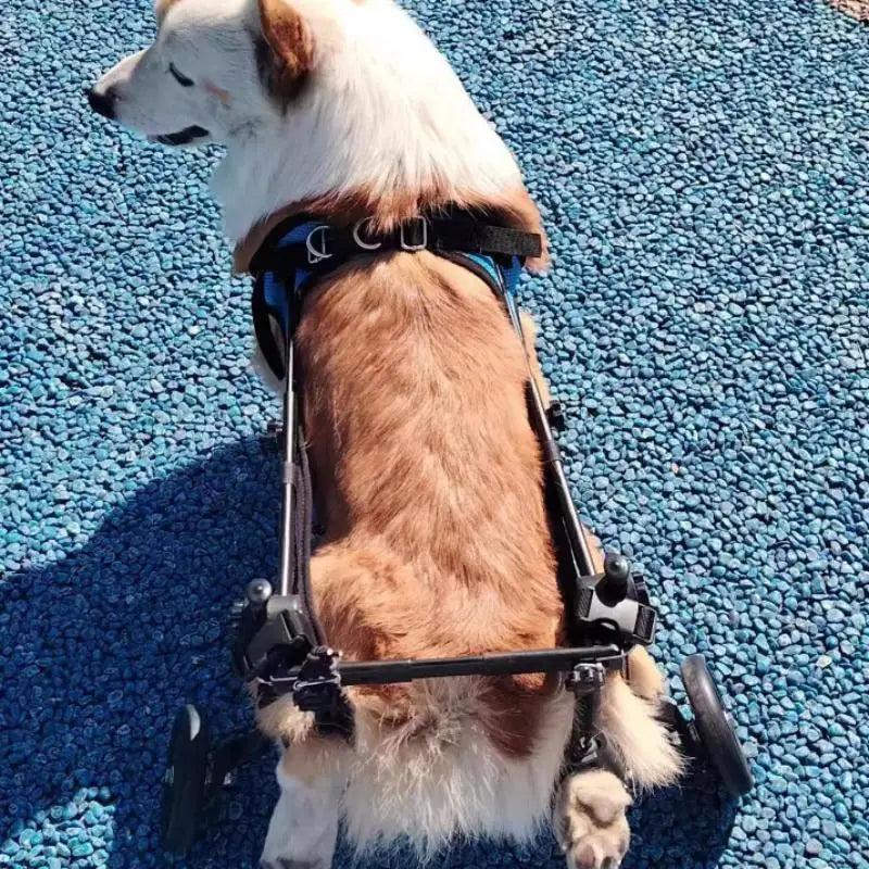 Dog Wheelchair Disabled Small Dog Rehabilitation Walking Aid Pushchair Power Assisted Vehicle Cat Mobility Scooter Pet Supplies